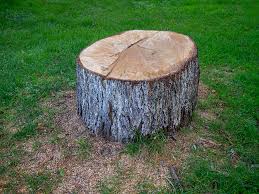 Best Tree Mulching  in Sharon, WI
