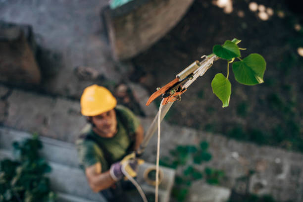 Best Tree Disease Treatment  in Sharon, WI