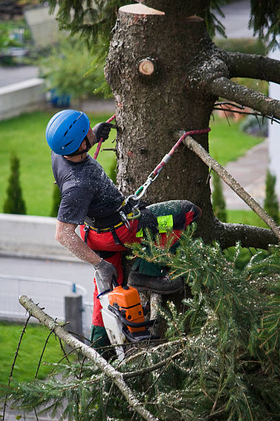 Best Firewood Processing and Delivery  in Sharon, WI