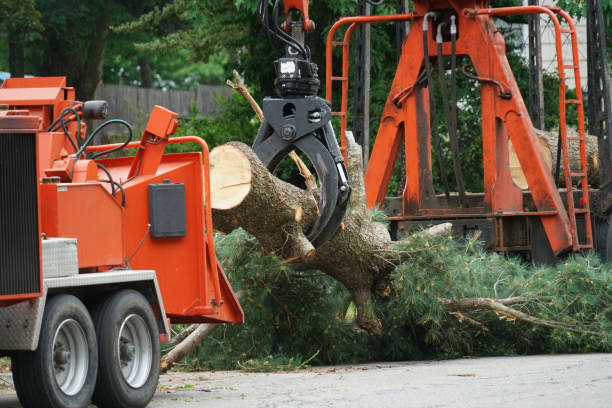 How Our Tree Care Process Works  in  Sharon, WI