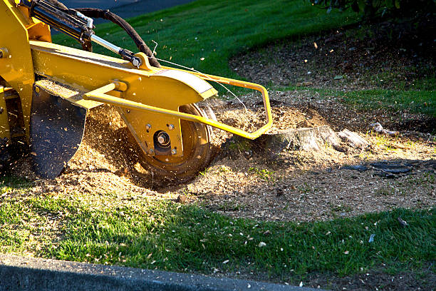 Professional Tree Services in Sharon, WI