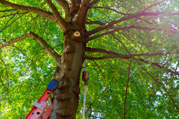 Best Utility Line Clearance  in Sharon, WI